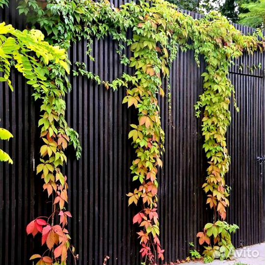 Виноград дикий