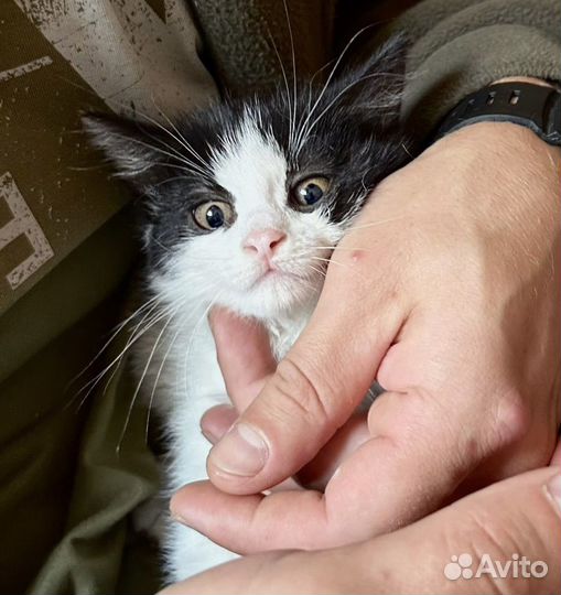 Котятки в добрые руки