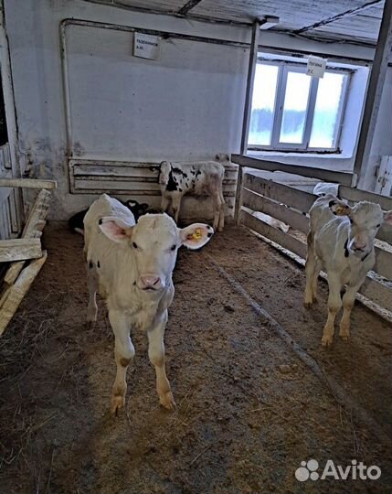 Телята бычки