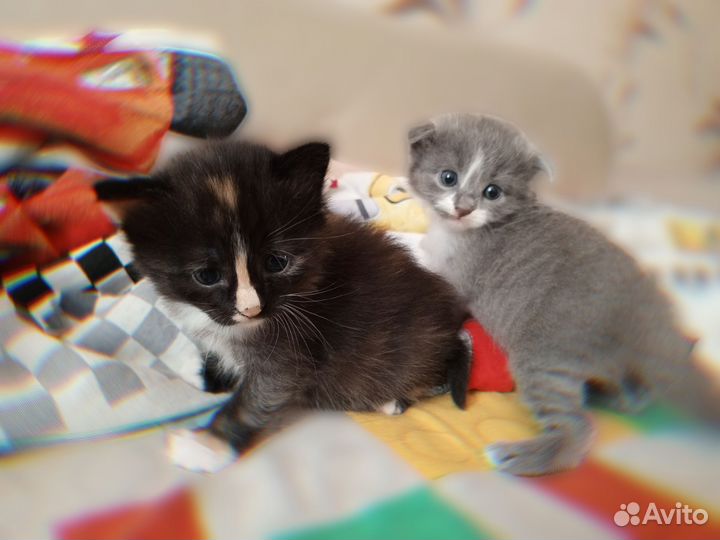 Кошка в дар