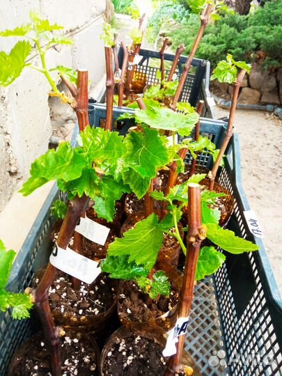 Саженцы винограда