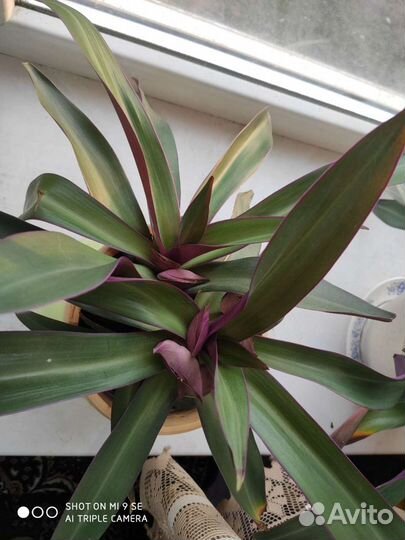 Традесканция Рео