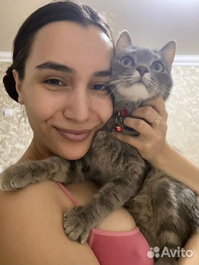 Передержка кошек на время отпуска