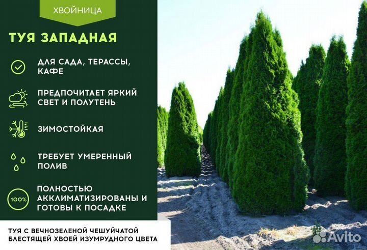 Туя Западная Колумна