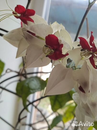 Клеродендрум Томпсона