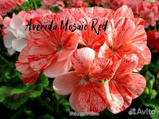 Пеларгония