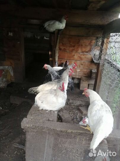 Продам молодых петушков