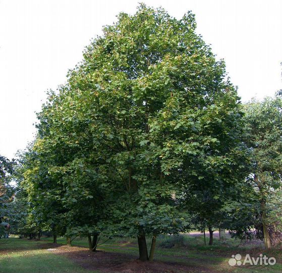 Клен остролистный, канадский