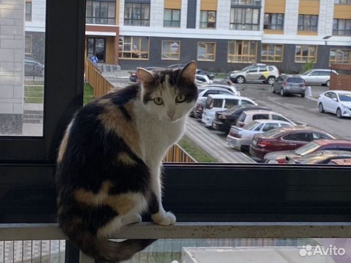 Кошечке нужна семья