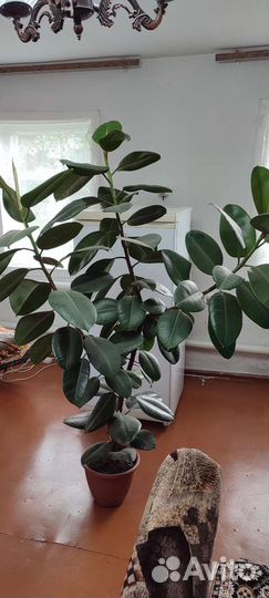 Бенджамина