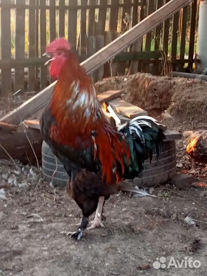 Молодые петушки