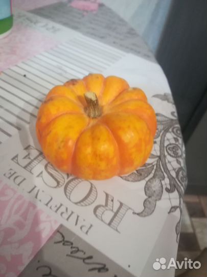 Мини тыква семена