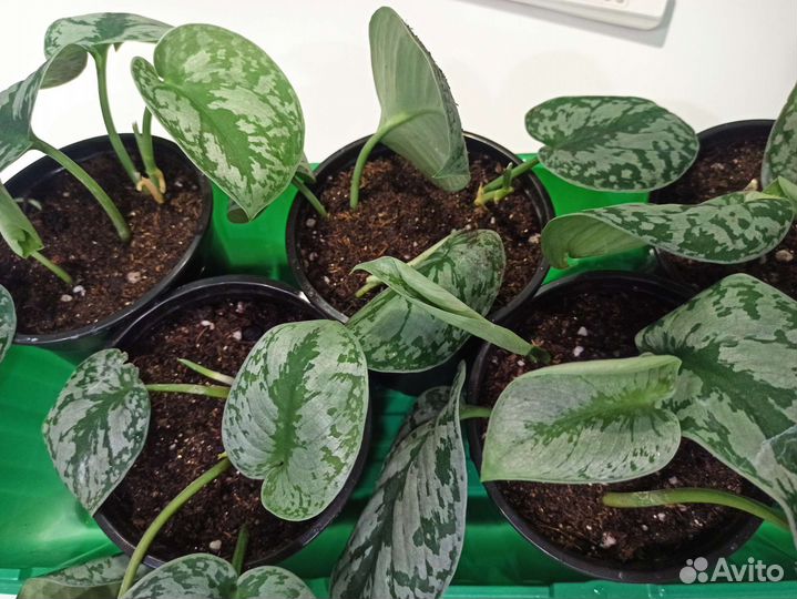 Сциндапсус пиктус треби