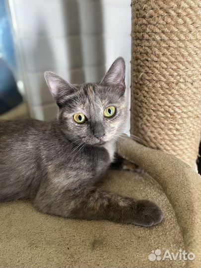 Котенок девочка подросток