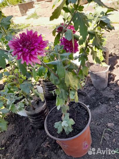 Хризантема