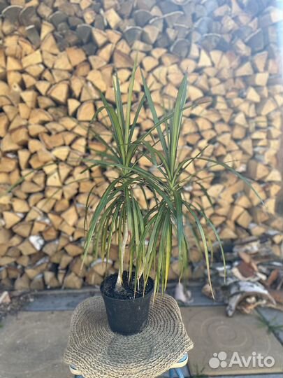 Драцена маргината