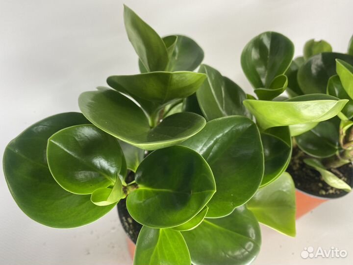 Пеперомия туполистная комнатные цветы