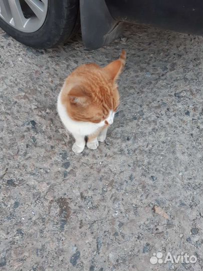 Кот рыжий