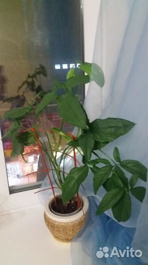 Комнатные растения