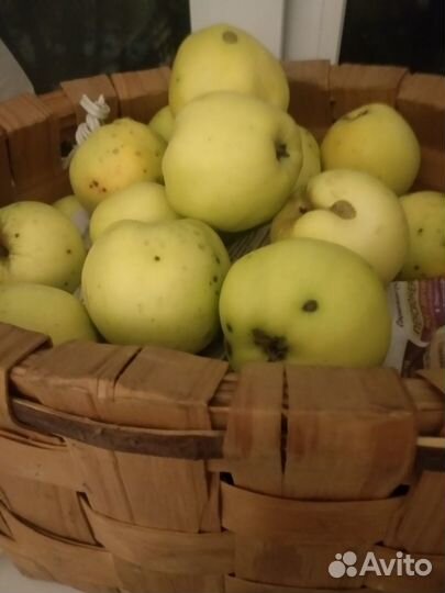 Огород дача Советы огородникам книга СССР