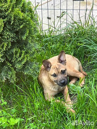 Щенок Фунтик