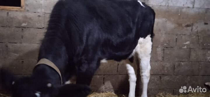 Телка 5месяцев,домашняя