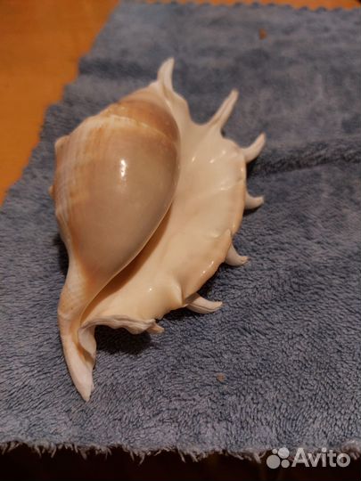 Ракушка Лямбис скорпиус