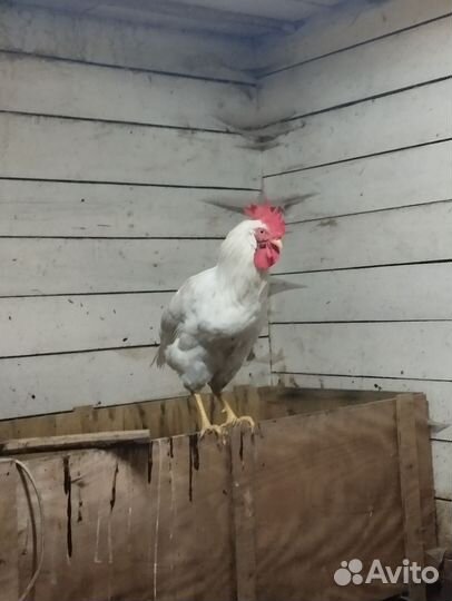 Молодые петухи