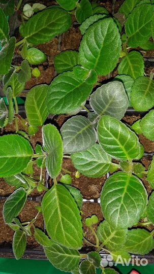 Глоксинии детки бронь