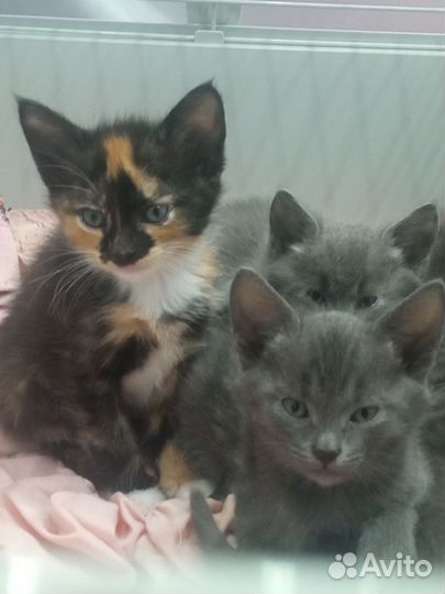 Котята в добрые руки бесплатно