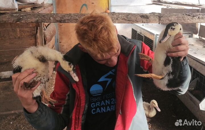 Утята обычные и метисы индийских бегунков