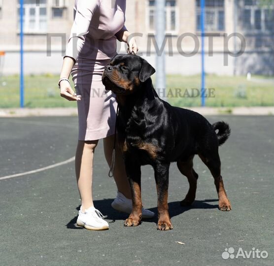 Вязка ротвейлера
