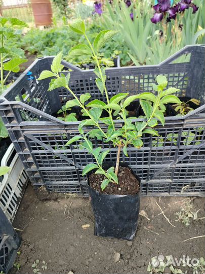 Жасмин(чубушник) садовый, гибискус древовидный