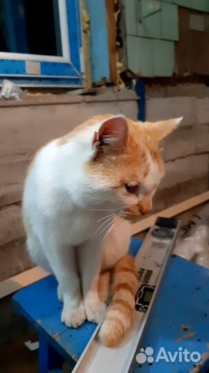 Молодой котик