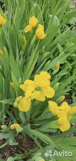 Ирис карликовый