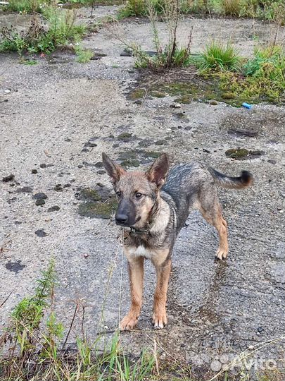 Собака щенок