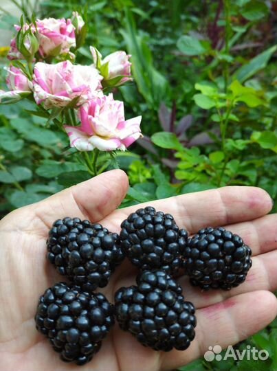 Саженцы ежевики,Тройная корона