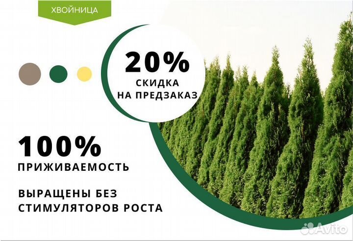 Туя Колумна
