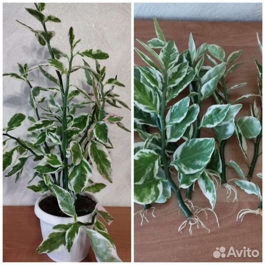 Комнатные цветы