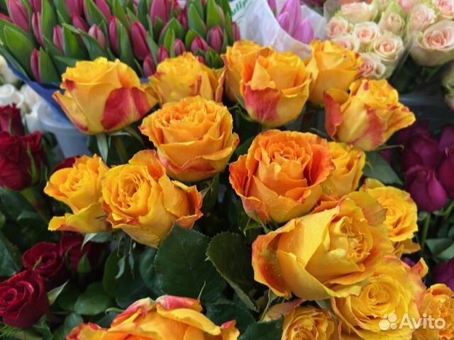 Комнатные растения цветы с доставкой