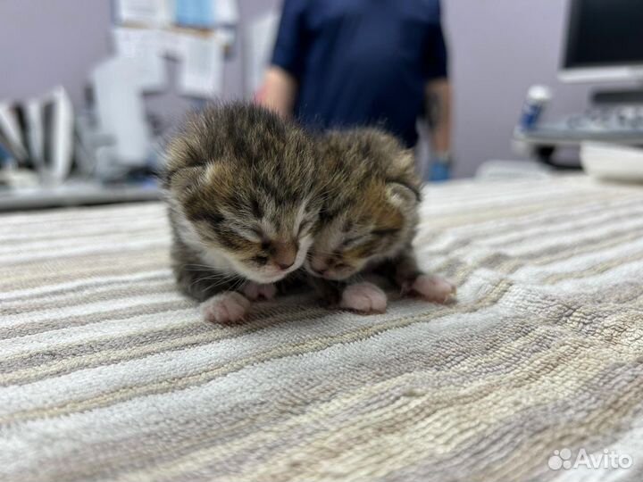 Отдам котят мальчик и девочка в добрые руки