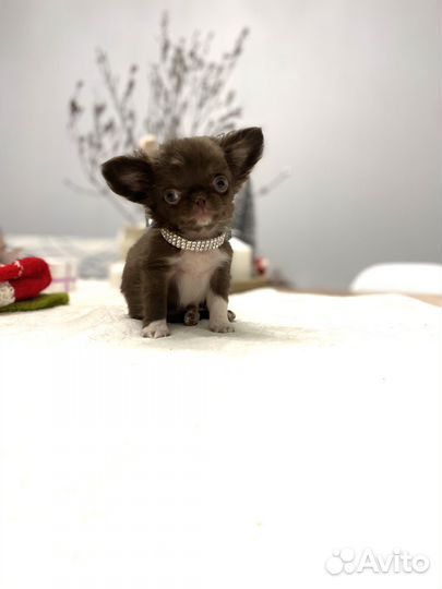 Чихуахуа мини