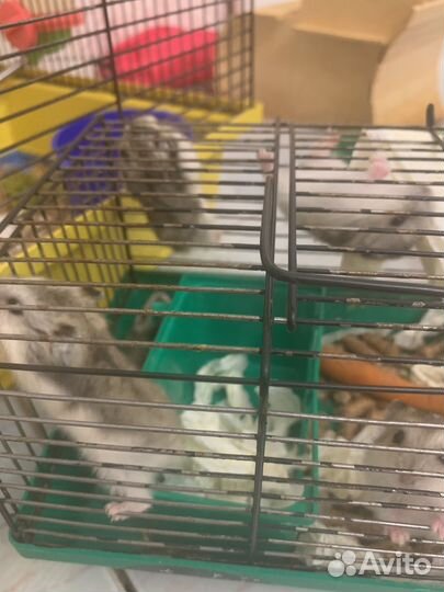 Хомики джунгарики