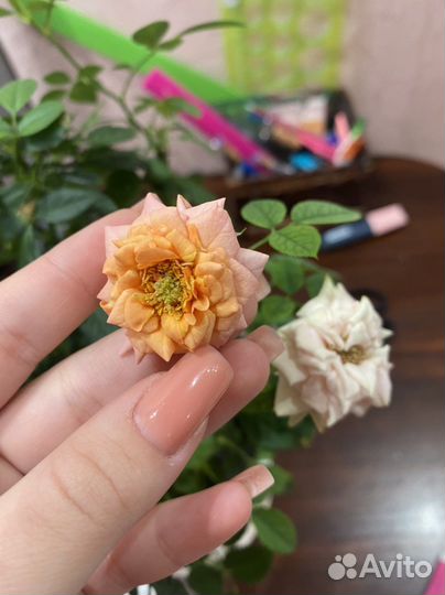 Роза комнатная