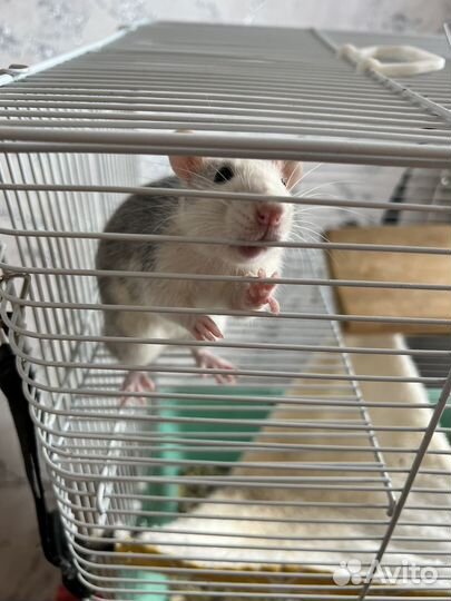 Крысы с клеткой
