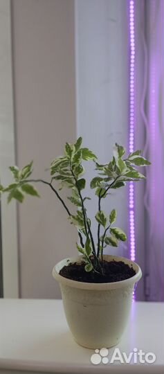 Комнатные растения