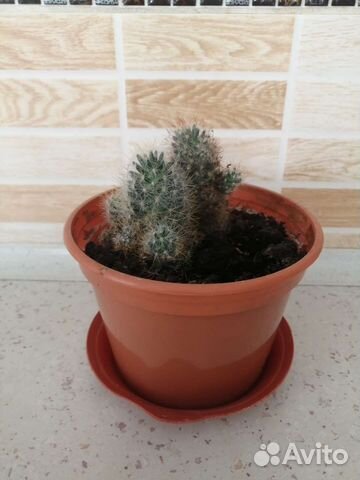 Кактусы и суккуленты