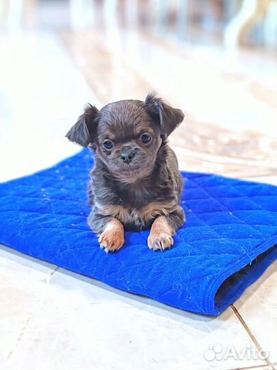 Чихо девочка голубо-подпал