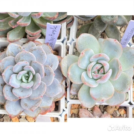 Набор эхеверии Корея