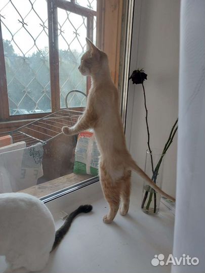 Кошка и кот